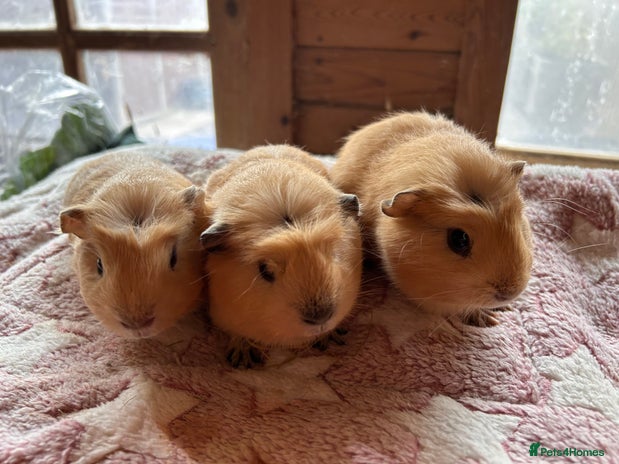 Guinea Pig rodents - Advert 3
