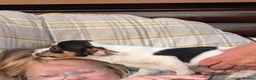 Jack Russell dogs for sale: Jack Russell Puppies for Sale - Advert 24