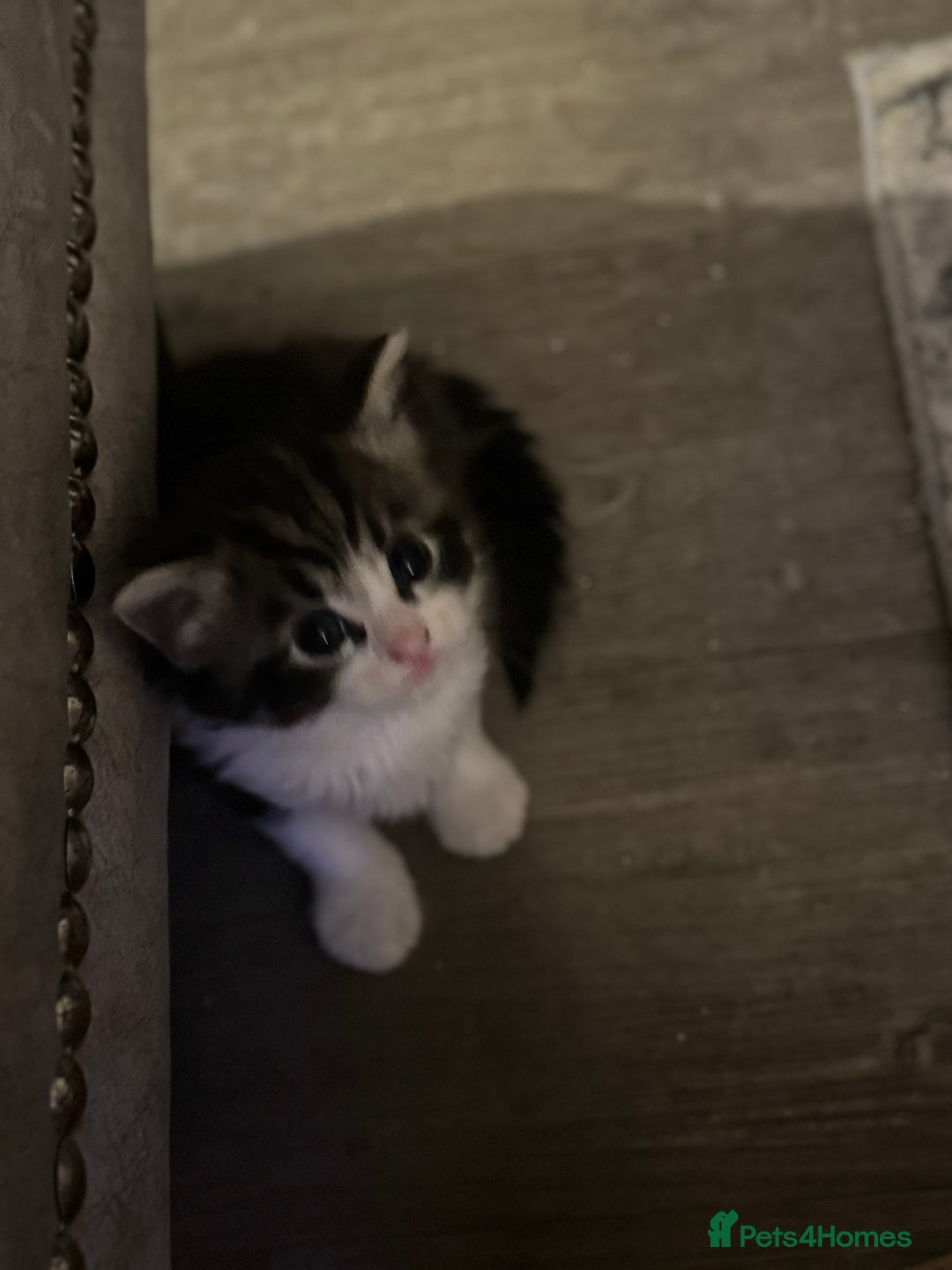 Mixed Breed cats for sale: 5 fluffy kittens  - Image 8