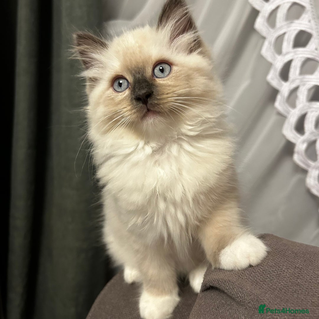 Ragdoll cats for sale: 😻 Beautiful Ragdoll Kittens😻 - Advert 9