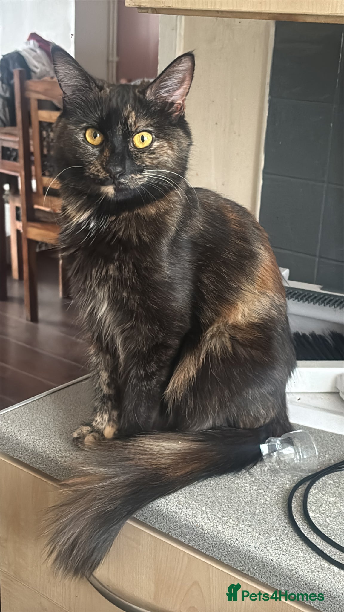 Mixed Breed cats for sale: Gorgeous female kittens - Advert 2