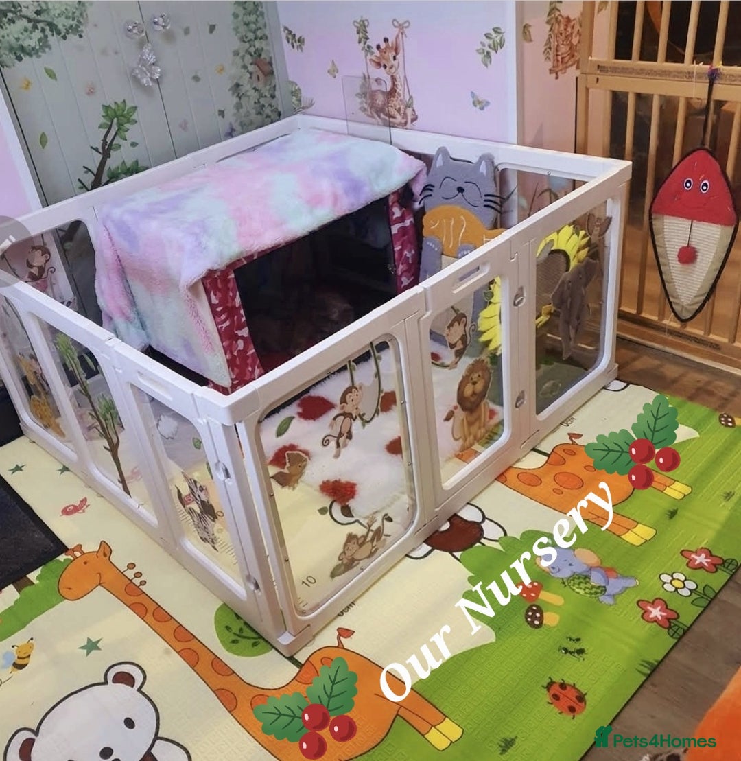 Persian cats for sale: Chunky blue/cream Exotic girl  - Advert 5