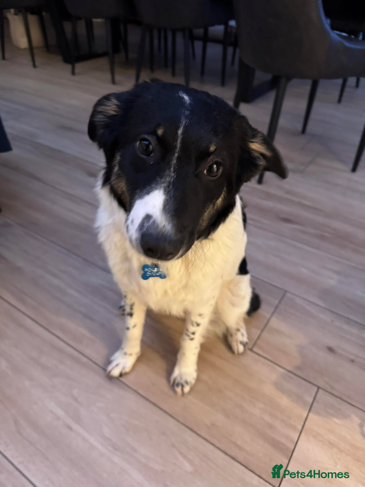 Mixed Breed dogs TILLY (PUP) - Advert 12