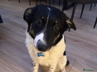 Mixed Breed dogs TILLY (PUP) - Advert 10