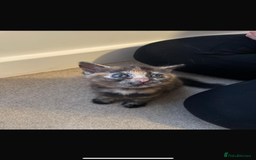 British Shorthair cats for sale: Last kitten - Image 1