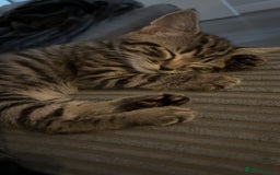 Mixed Breed cats for sale: Nala  - Image 2