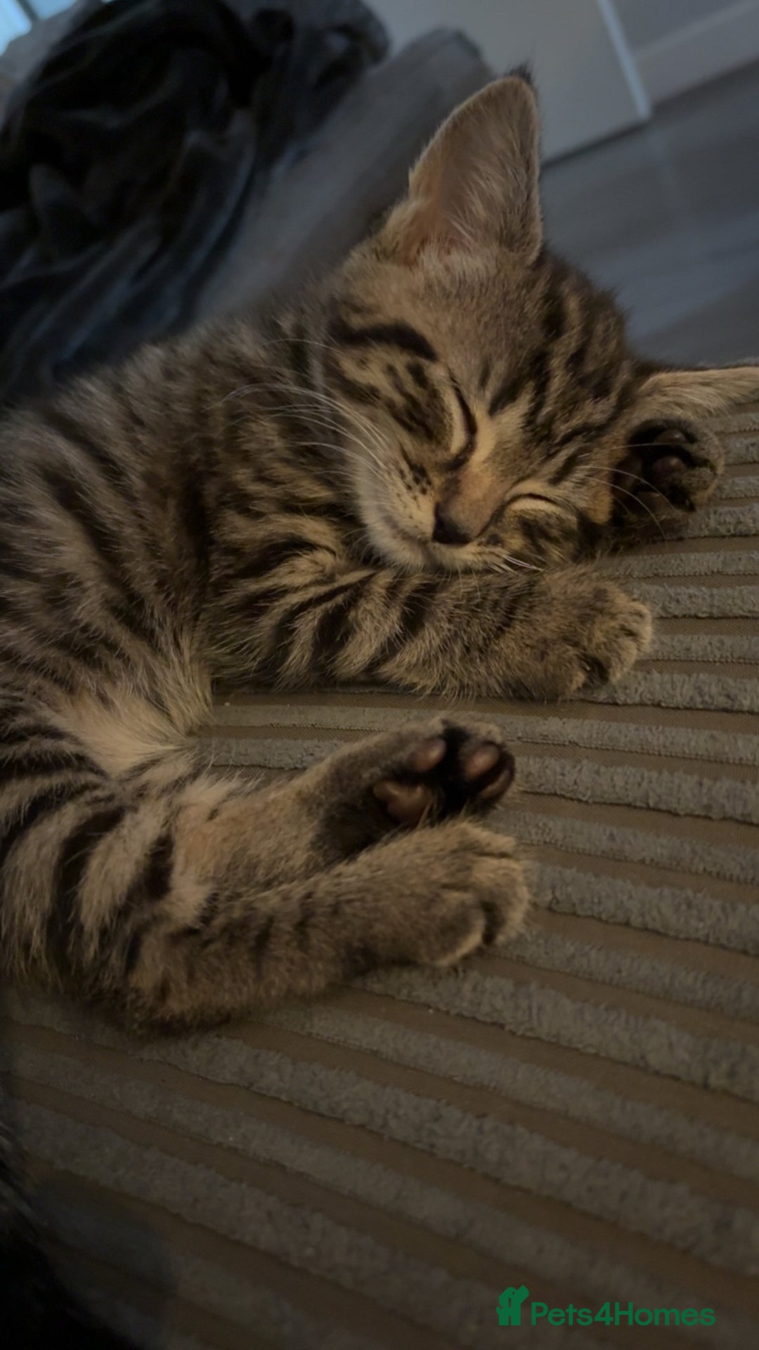 Mixed Breed cats for sale: Nala  - Image 2