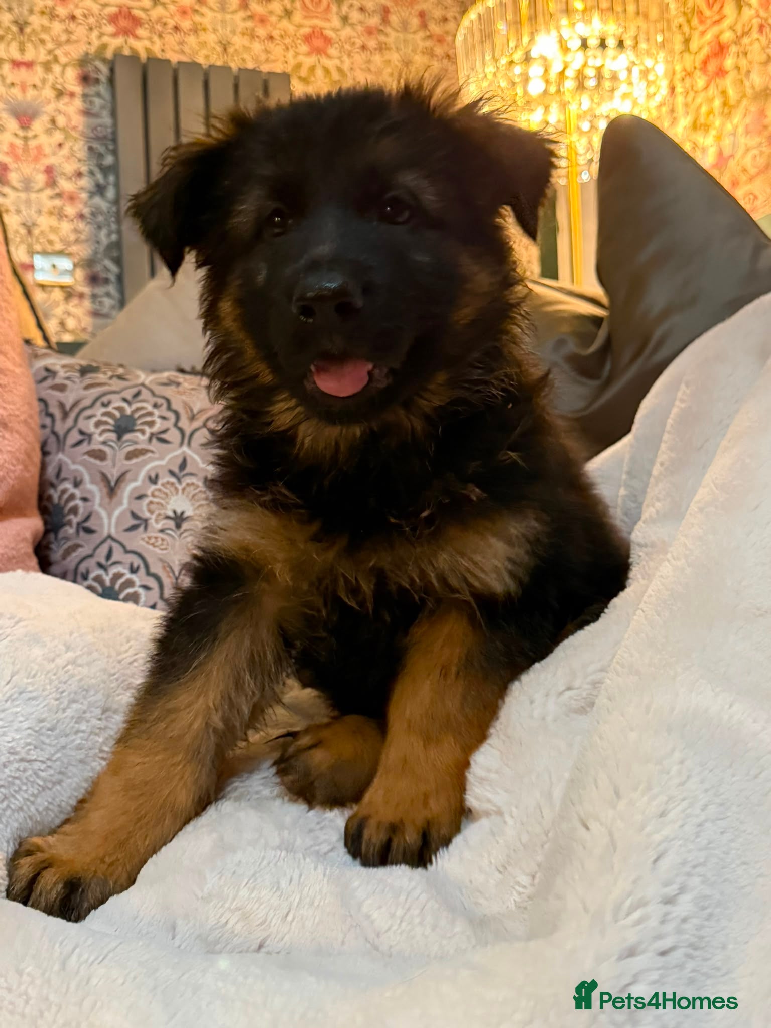 German Shepherd dogs  Beautiful Family-Raised German Shepherd Puppies  - Advert 2