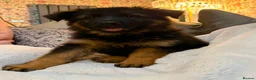 German Shepherd dogs for sale:  Beautiful Family-Raised German Shepherd Puppies  - Advert 3