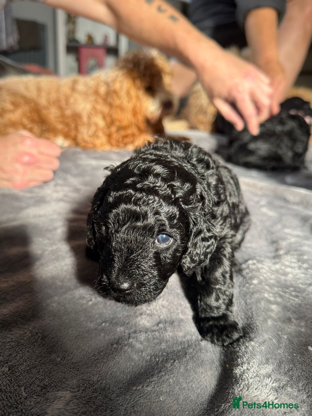 Cockapoo dogs for sale: Gorgeous F1B cockapoo  - Image 3