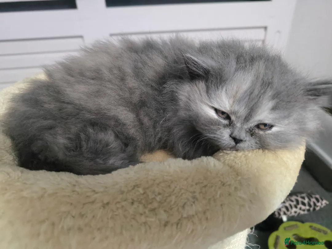 British Shorthair cats for stud:  GCCF registered STUD CHOCOLATE B blood group  in Beaconsfield - Advert 20