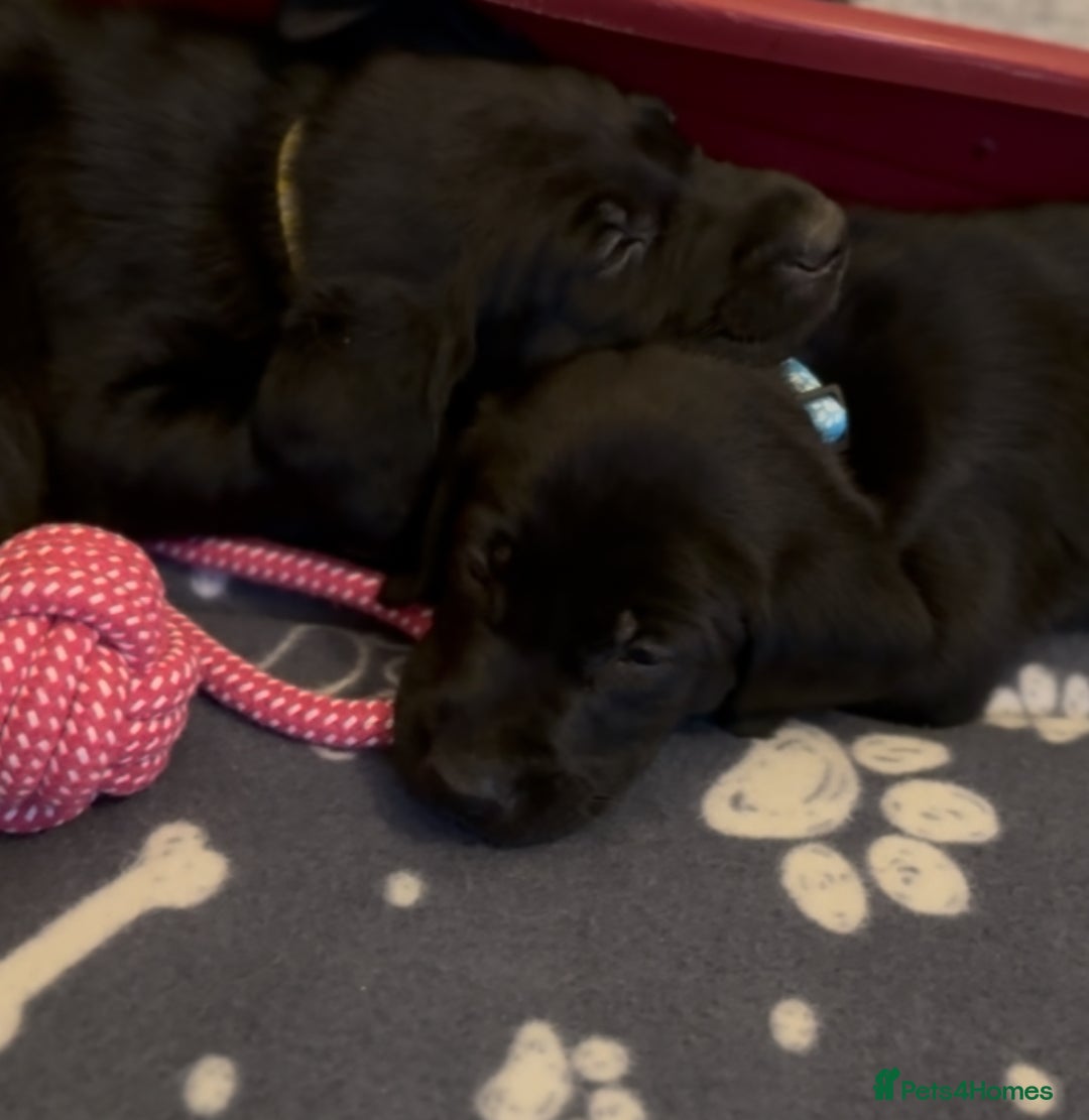 Labrador Retriever dogs for sale: Black/fox Labrador kc with 5 wks free insurance  - Image 11