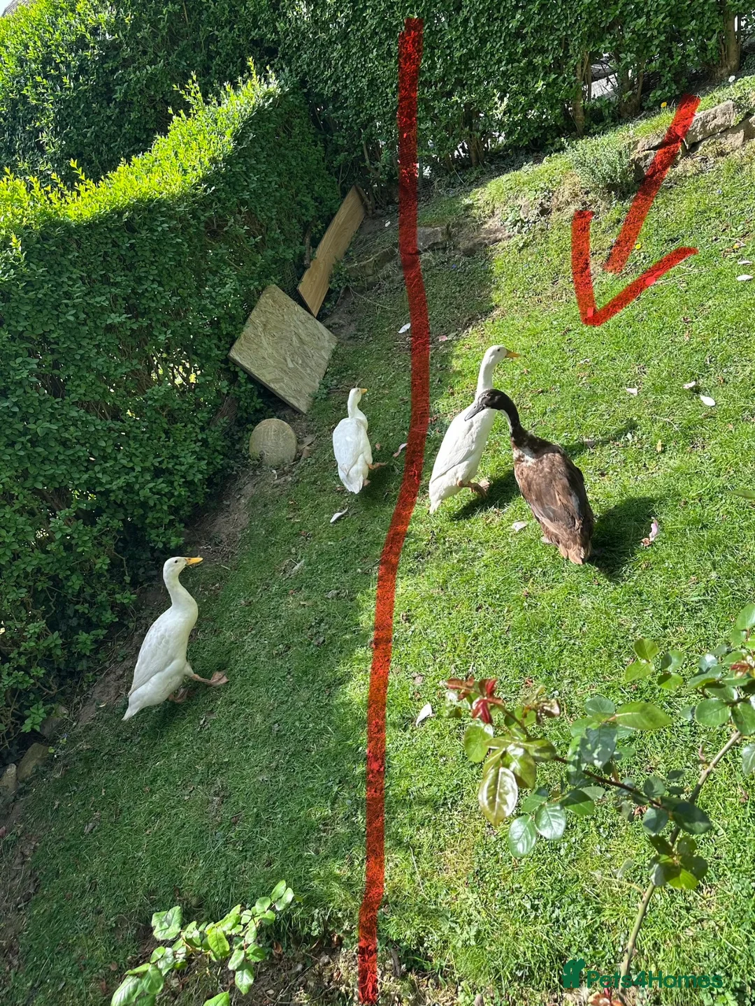 Ducks poultry for sale: Indian runner duck/female  - Advert 2