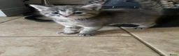 Mixed Breed cats for sale: 🐾 5 Gorgeous, Playful Kittens 🐾 - Advert 3