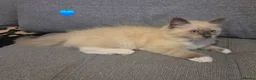 Ragdoll cats for sale: 🐾 Ragdoll Kittens Ready now !  - Advert 23