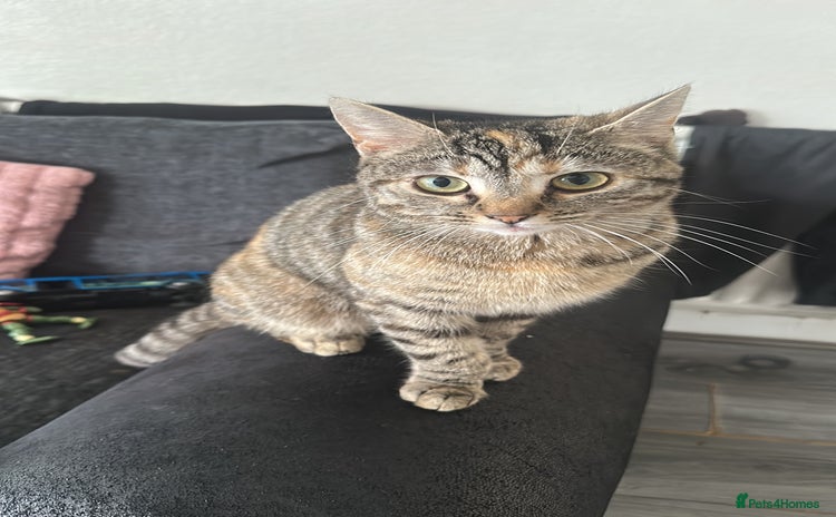 Mixed Breed cats - Advert 1