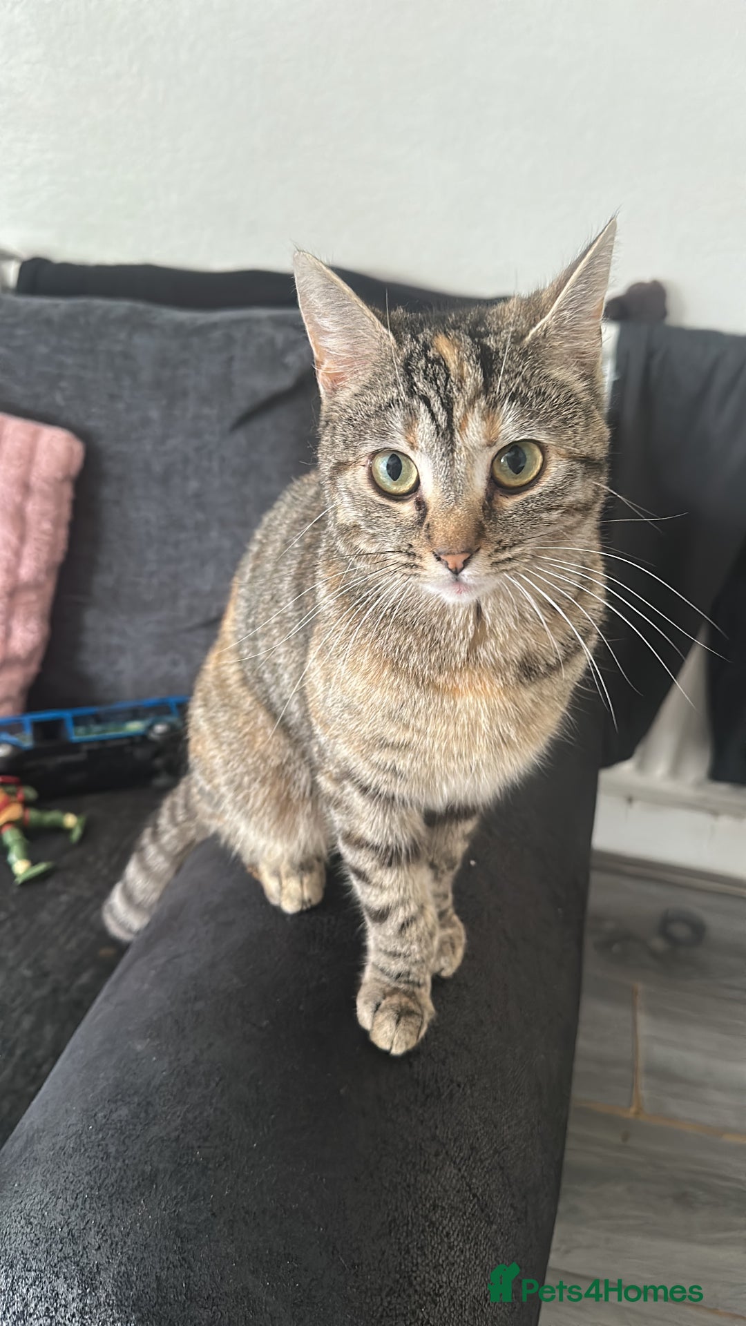 Mixed Breed cats for sale: Beautiful female mixed tabby  - Image 1