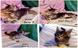 Maine Coon cats for sale: Gorgeous Black & Black Smoke kittens TICA parents - Image 6