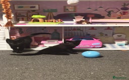 Bombay cats for sale: 2 beautiful baby kittens  - Image 9