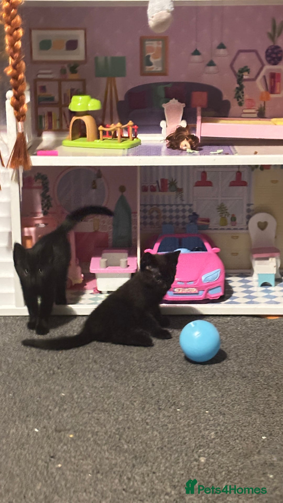 Bombay cats for sale: 2 beautiful baby kittens  - Image 9