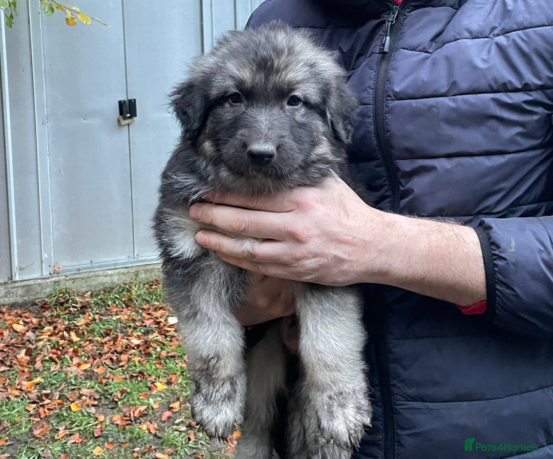 German Shepherd dogs for sale: German Shepherd pups - Image 28