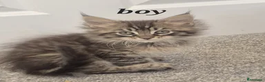 Maine Coon Kitten 1