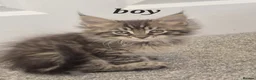 Maine Coon cats for sale: Maine Coon Kittens ready for there forever homes  - Advert 31