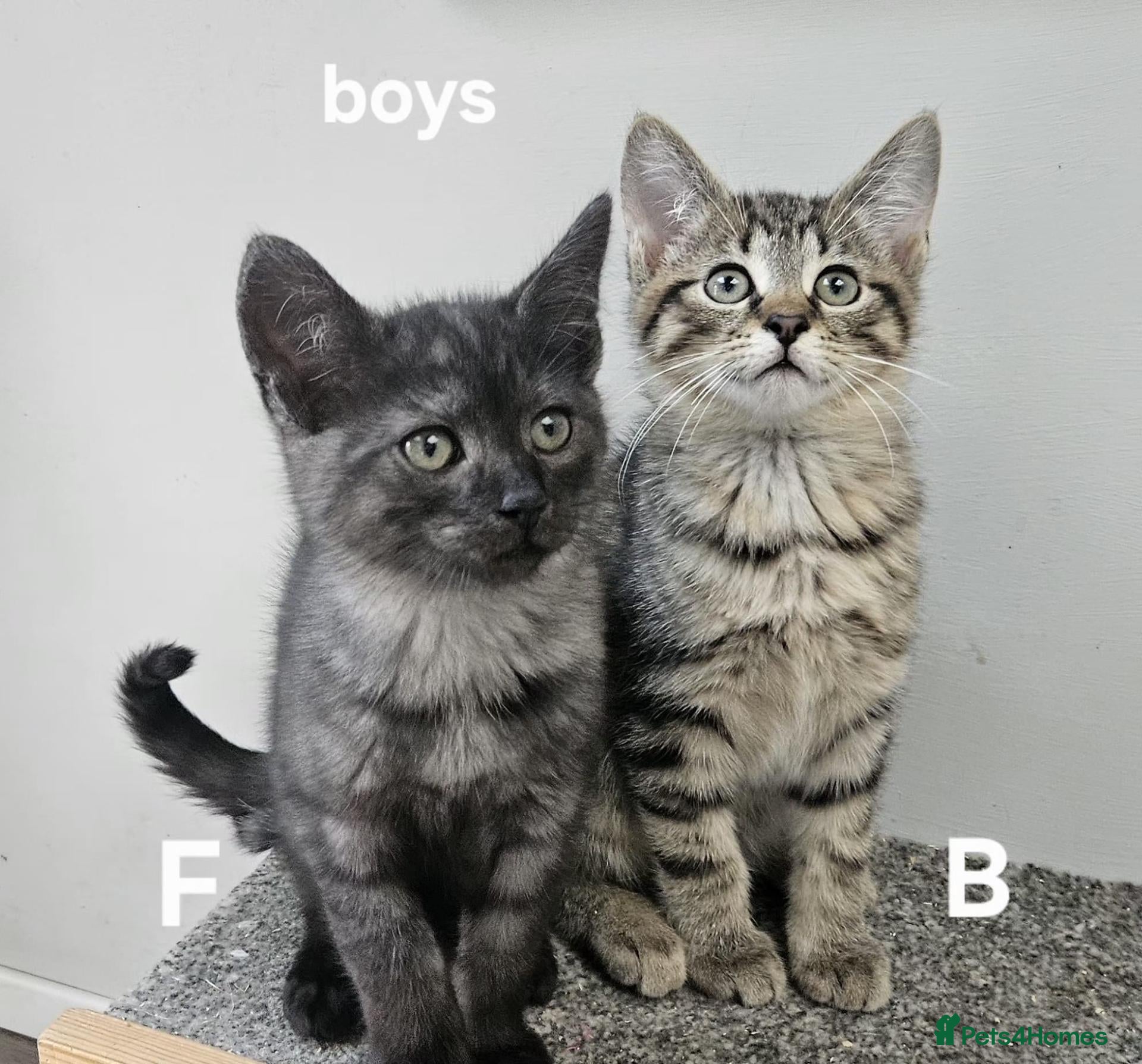 Maine Coon cats Maine coon cross kittens  - Advert 1