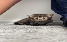 Mixed Breed cats for sale: Kittens - Image 5