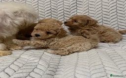 Mixed Breed dogs for sale: 🐾🐾 F1 Bb Maltipoo Puppies Boys and Girls 🐾🐾 - Image 4