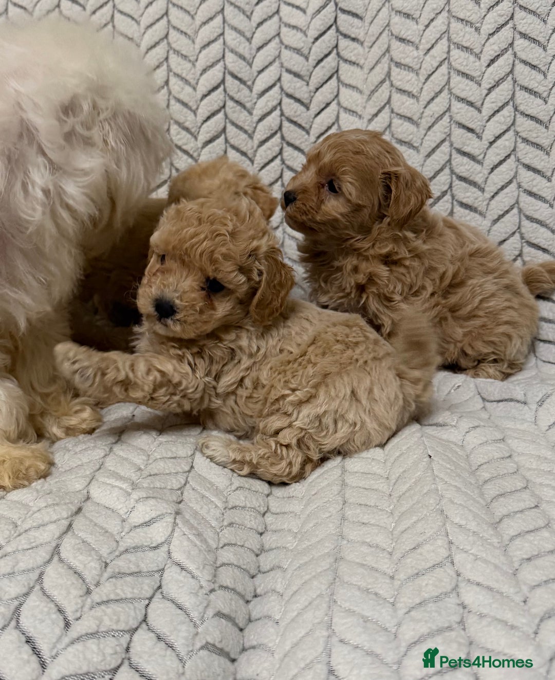 Mixed Breed dogs for sale: 🐾🐾 F1 Bb Maltipoo Puppies Boys and Girls 🐾🐾 - Image 4