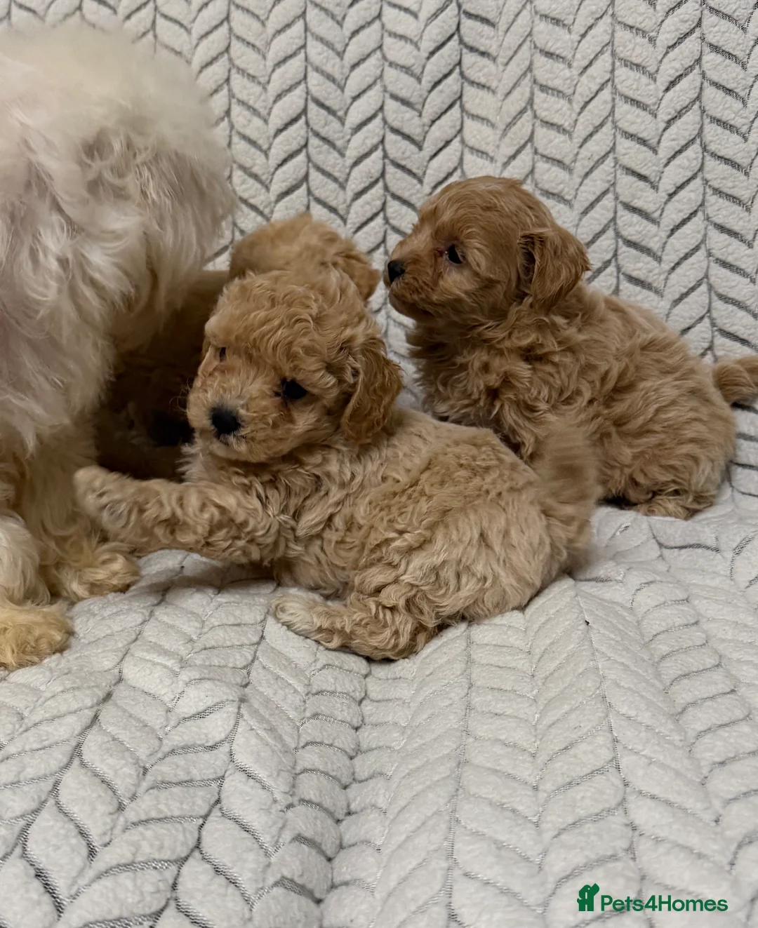 Mixed Breed dogs for sale: 🐾🐾 F1 Bb Maltipoo Puppies Boys and Girls 🐾🐾 - Advert 8
