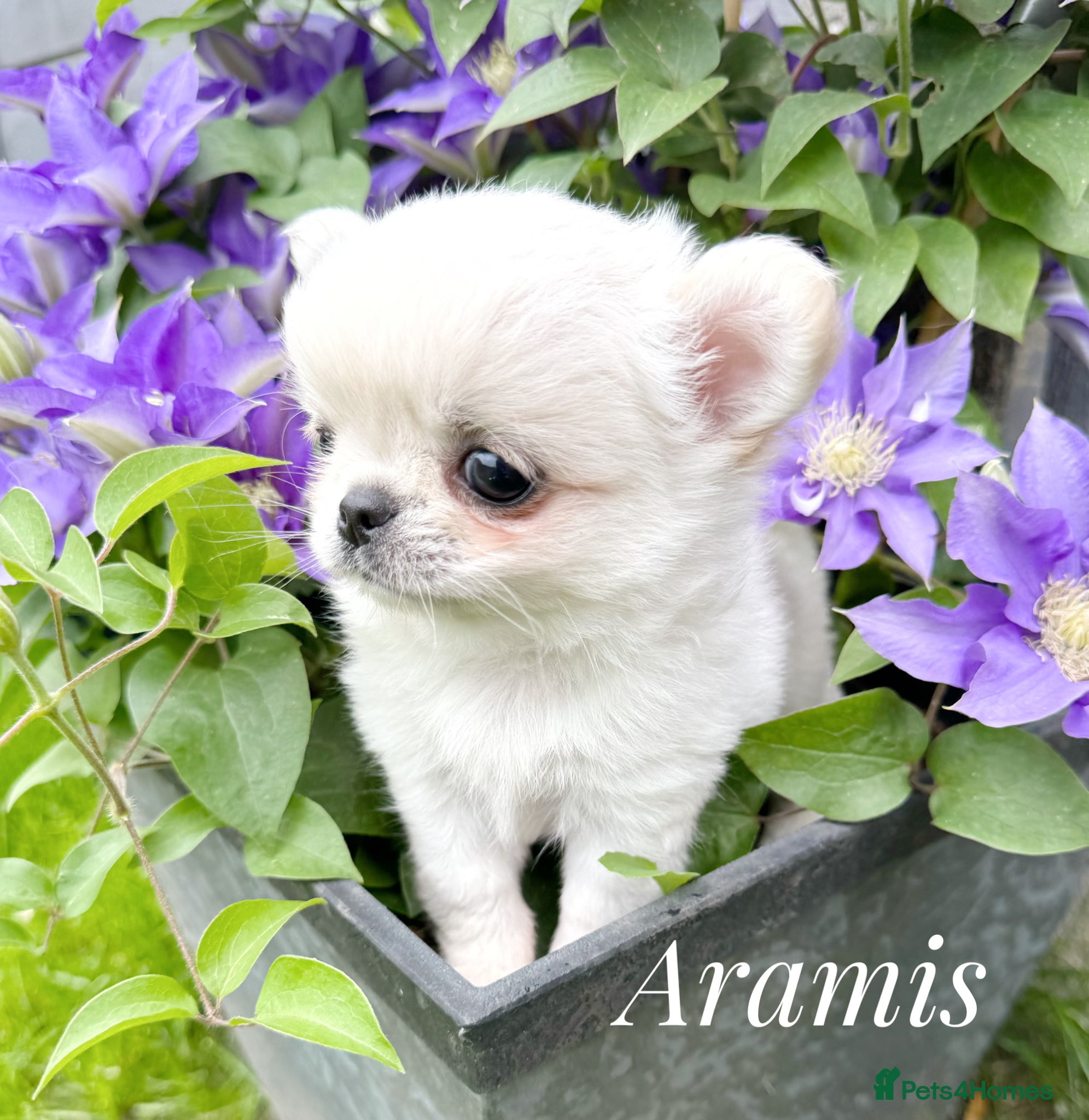 Chihuahua dogs KC quality chihuahua puppies LC Show line  - Advert 1