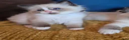 Ragdoll cats for sale: Registered Ragdoll Kittens  - Advert 6