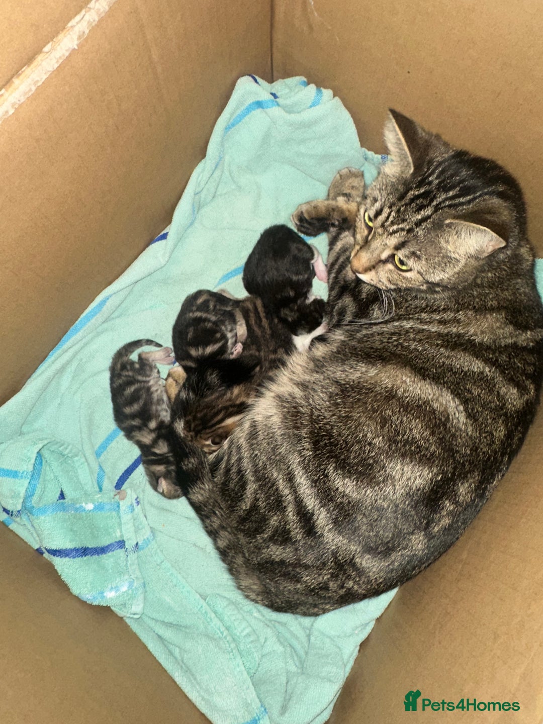 Domestic Shorthair cats for sale: 3 x beautiful kittens  - Advert 2