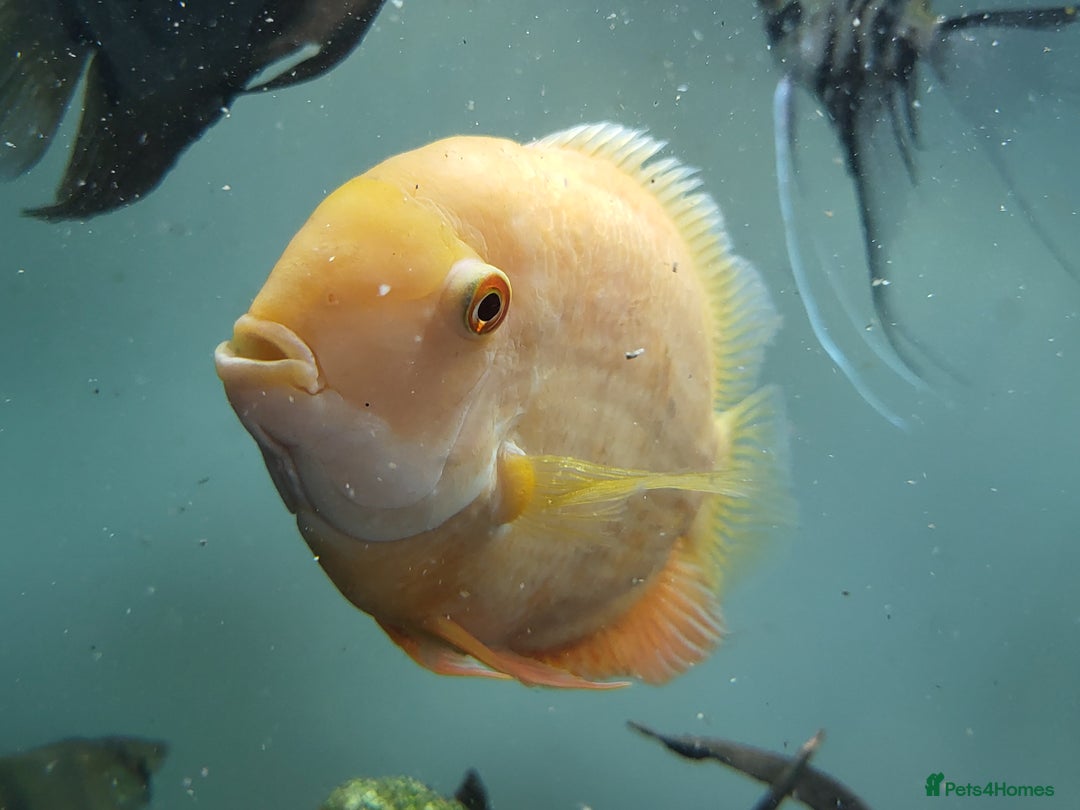 Cichlids fish for sale: 3 severum fish - Advert 8