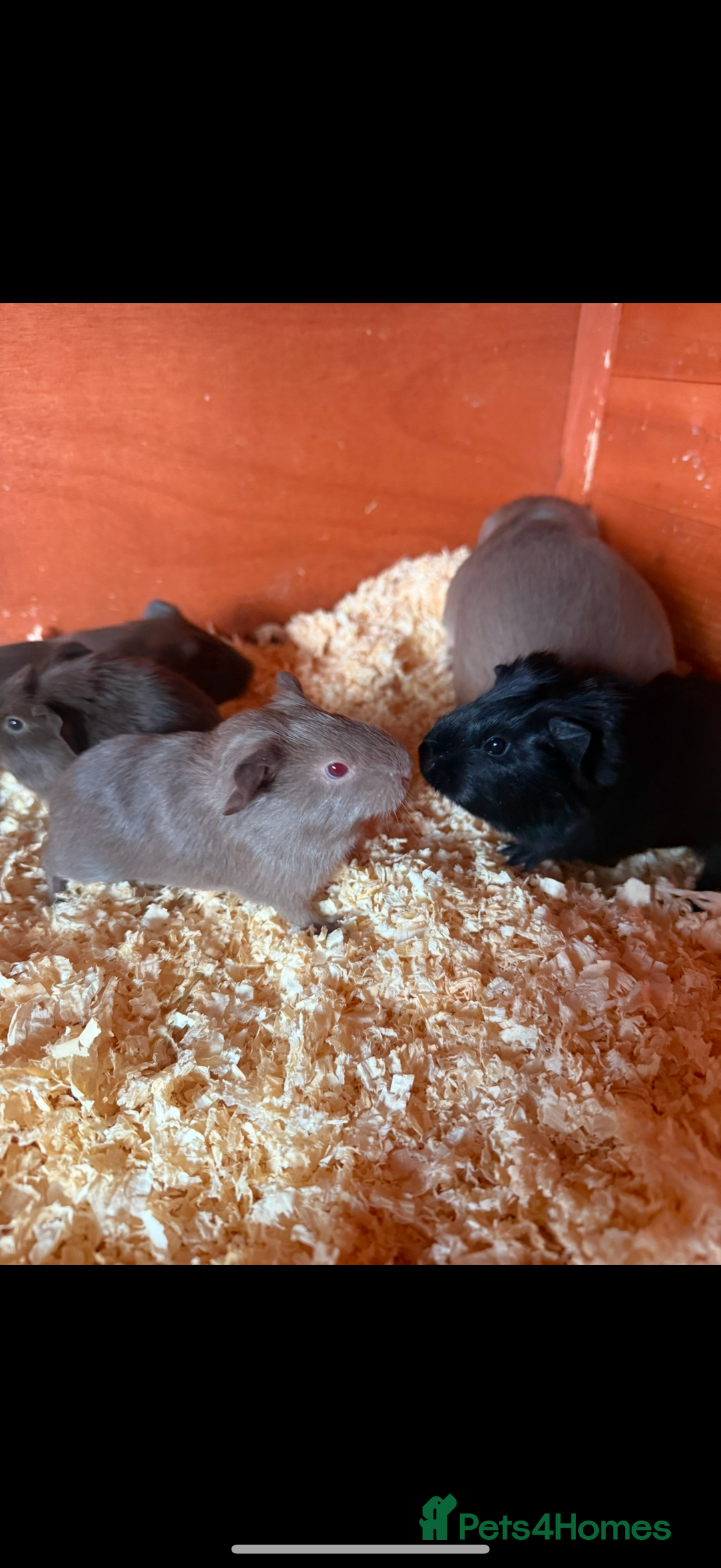 Guinea Pig rodents for sale: Self black sow - Advert 2