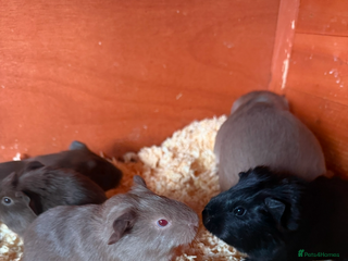Guinea Pig rodents Self black sow - Advert 11