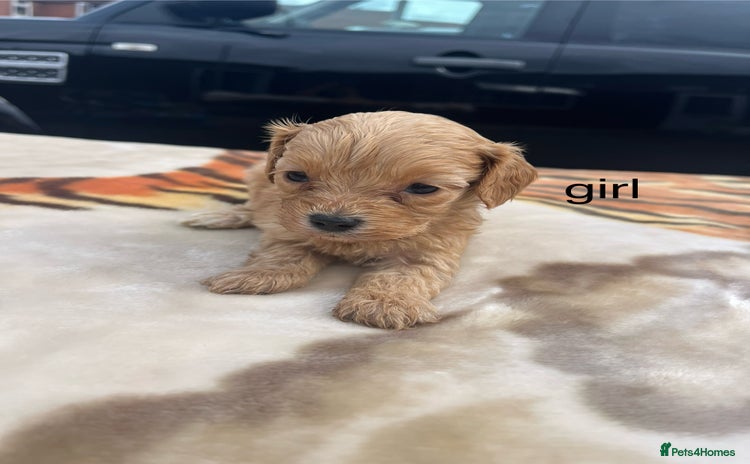 Cocker Spaniel dogs - Advert 13