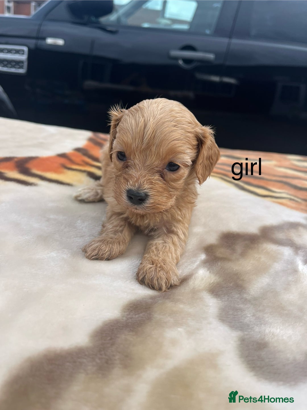Cocker Spaniel dogs for sale: cocker spaniel puppies - Image 1