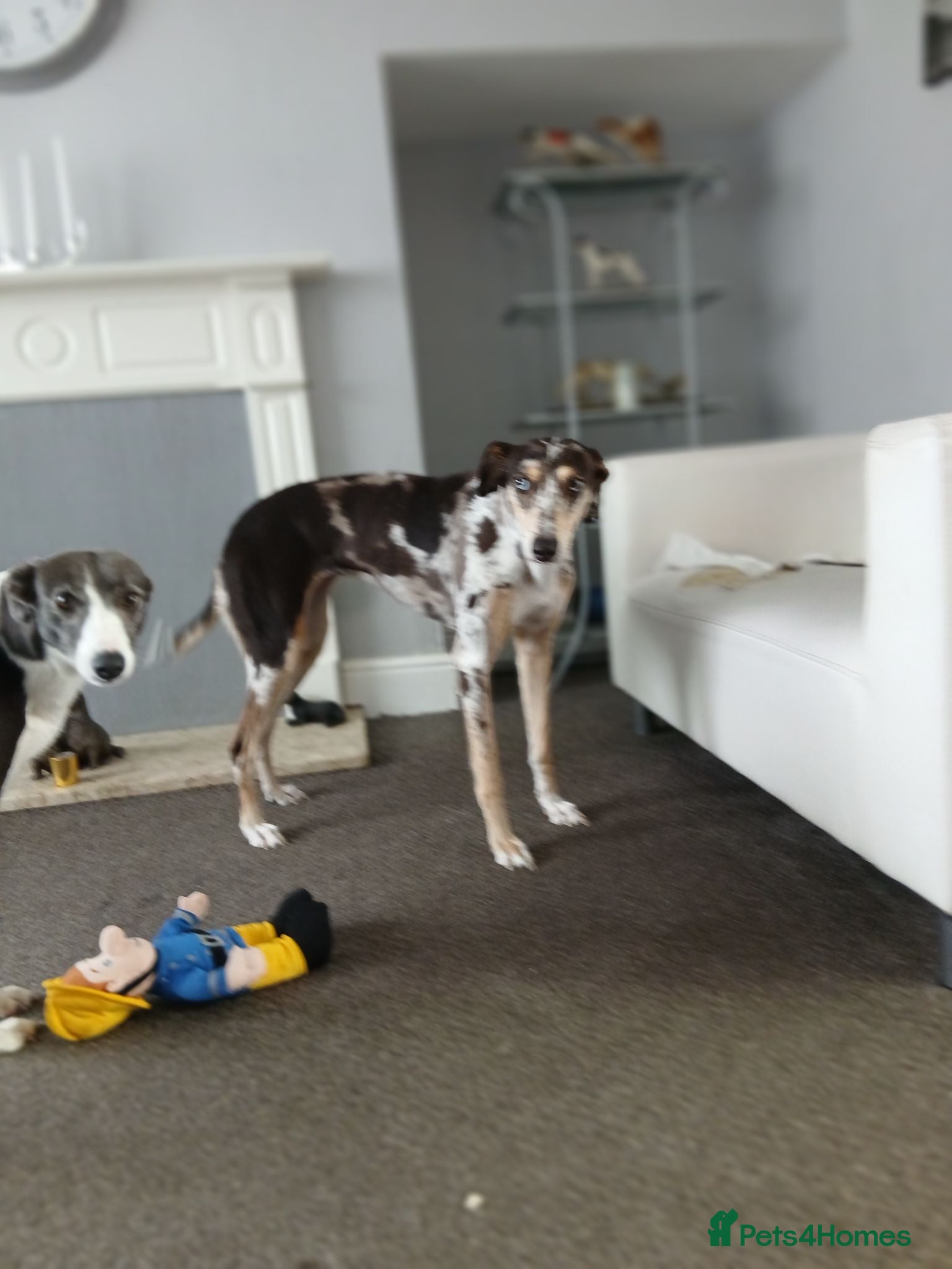 Lurcher dogs Lurcher pups - Advert 1