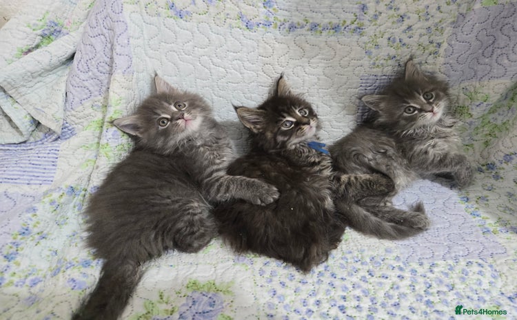 Maine Coon cats - Advert 11