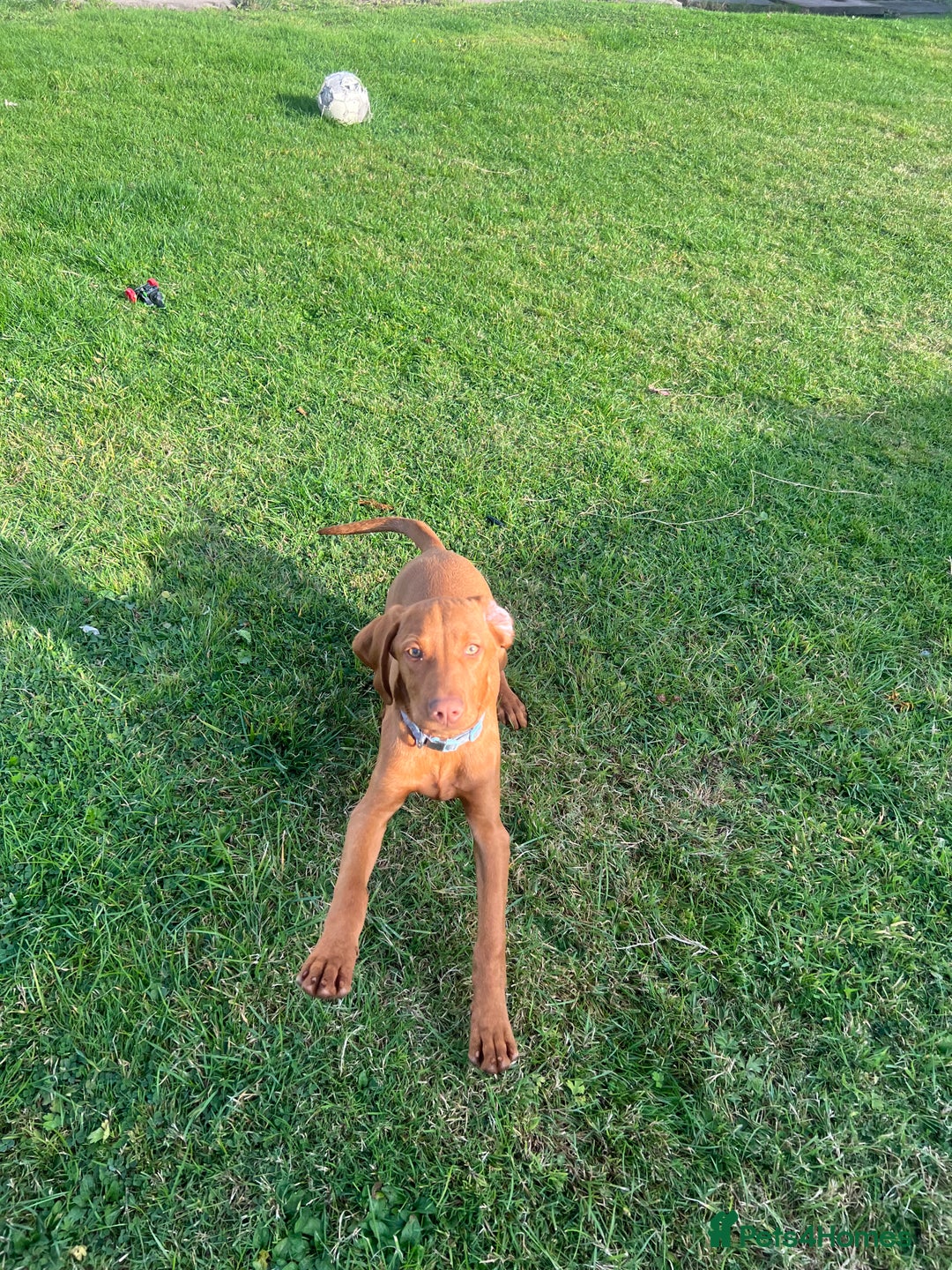 Hungarian Vizsla dogs for sale: 2 female Hungarian vizslas 17 weeks old - Image 3