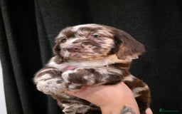 Cocker Spaniel dogs for sale: Cocker Spaniel puppies - Advert 15