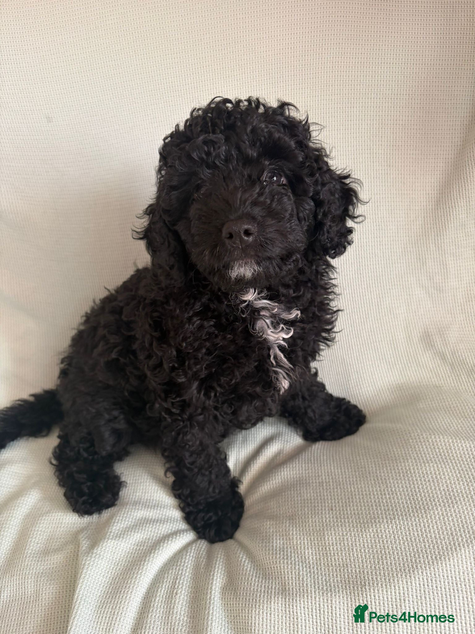 Cavapoo dogs READY TO LEAVE BLACK & WHITE TEDDY BEAR CAVAPOO - Advert 12