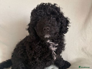 Cavapoo dogs READY TO LEAVE BLACK & WHITE TEDDY BEAR CAVAPOO - Advert 12