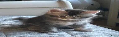 Maine Coon 1