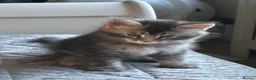 Maine Coon cats for sale: Maine Coon kittens in Boston - Advert 9