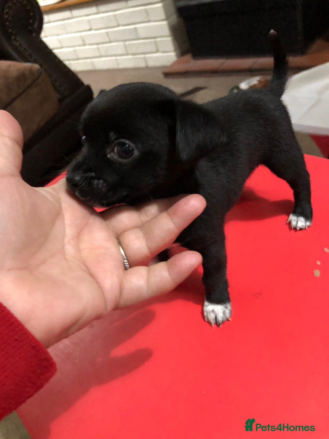 Chihuahua dogs for sale: Cute chihuahuas  - Advert 4