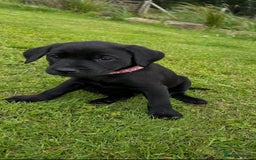 Labrador Retriever dogs for sale: Excellent KC reg-health checked home bred line - Image 1